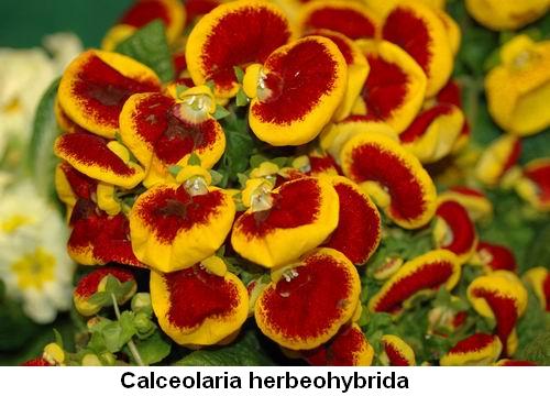 Calceolaria herbeohybrida.jpg